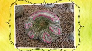 Апорокактус плетевидный  кактус Aporocactus flagelliformis [upl. by Oira]