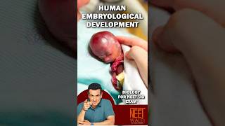 Formation of Embryo  Steps involved in Human Embryological development  neet biology science [upl. by Inhsor317]