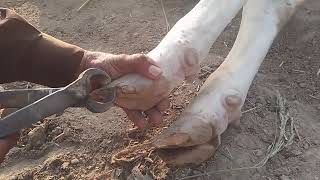 Cow Hoof Trimming Essential Care for Healthy Cattle [upl. by Elleb]