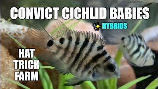 🐟 CONVICT CICHLIDS 🐟  HYBRID CONVICT CICHLID BABIES BREEDING CONVICT CICHLIDS  💠HAT TRICK FARM💠 [upl. by Mingche179]