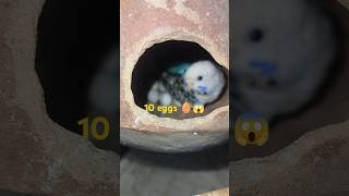 🔥Budgies ne lay Kiya 10 eggs 🥚  budgies parrot  Budgies breeding progress [upl. by Hsizan]