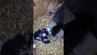 Mishka and her Kittens  1 cat kittens straycats cute [upl. by Neirad]