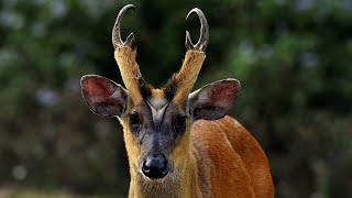 Indian MuntjacBarking Deer Muntiacus muntjac [upl. by Silliw46]