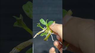 Orchid cuttings orchid [upl. by Alleuqcaj477]