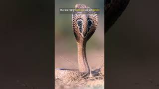 Top 5 Deadly Facts about King Cobra Shorts kingcobra [upl. by Dempster78]