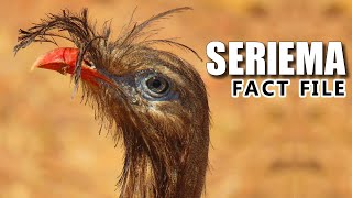 Seriema Facts Do YOU Know This BIRD 🦅 Animal Fact Files [upl. by Aekal]