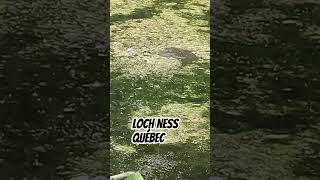 LOCH NESS QUÉBEC nature scary monstre monster [upl. by Ahsiener357]