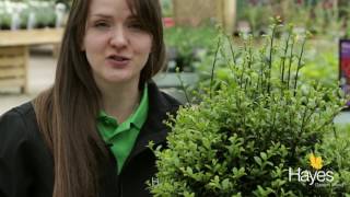 How to clip your topiary bush to shape [upl. by Scherle]