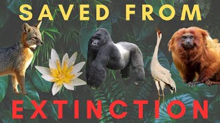 5 Species SAVED from EXTINCTION Part 3 [upl. by Thebault]