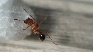 Pogonomyrmex californicus vid [upl. by Wilkens299]