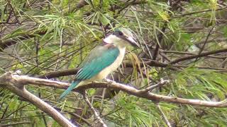 Collared Kingfisher in Queensland Australia [upl. by Kubis758]