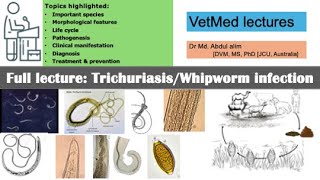 Trichuriasis or whipworm or infection in animals and humans explained Everything you need to know [upl. by Aitsirt]