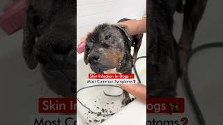 Skin Infection In Dogs 🦮  Most Common Symptoms❓ [upl. by Idissak]