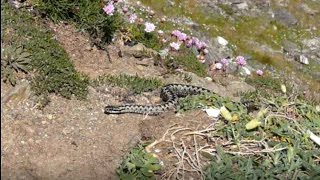 Adder on Cornish clifftop [upl. by Hcurob758]