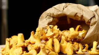 Recette de cuisine  Cueillette et conservation des chanterelles girolles [upl. by Aleel781]