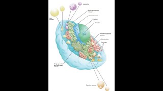 5 General HistologyNucleusfor dental students [upl. by Htims]