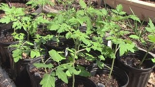 Hardening Off Tomatoes in Cold Frames [upl. by Oisangi]