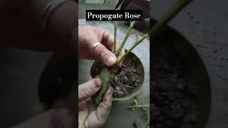 How to propagate rosegulab kaise lagayerose kaise lagayeshorts viraltrending [upl. by Tunk471]