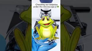 Checking out tadpoles under the microscope 🐸🔬amazing facts experiment [upl. by Ennirak668]