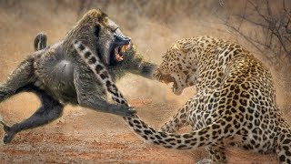 Leopard and Baboon fight for survive [upl. by Latton]