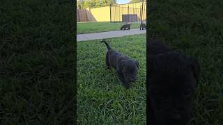 4 Week Old Presa Canario Puppies for Sale on SoCalPresacom [upl. by Silda]