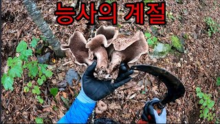 인류 최고의 천연소화제 능이전쟁The First Natural Digestants in Mankinds History are at their Peak [upl. by Clova]