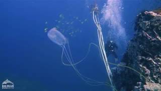 The Box Jellyfish or Sea Wasp [upl. by Icnarf]