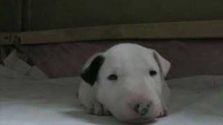 Bull terrier puppy [upl. by Kim294]