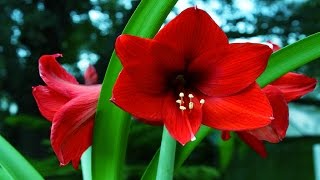 Most Beautiful Amaryllis Flower Ever You Seen [upl. by Lilli]