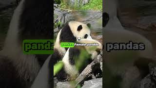 Why Are Giant Pandas Endangered 🐼❗ [upl. by Airemahs]