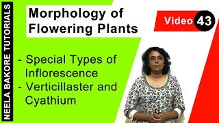 Morphology of Flowering Plants  NEET  Special Types of Inflorescence  Verticillaster and Cyathium [upl. by Iy]