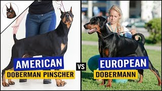 American Doberman Pinscher VS European Doberman 2018 [upl. by Imyaj]