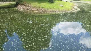 Pond Duckweed Removal  Simple easy and mostly hands off [upl. by Weixel871]