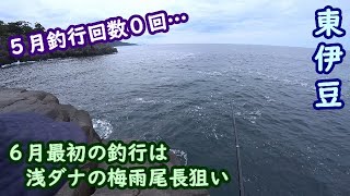 【東伊豆】1ヶ月ぶりの釣りは浅ダナ梅雨尾長狙い【2024年6月上旬】 [upl. by Bryana]