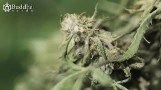 BOTRYTIS EN EL CANNABIS [upl. by Aspa]