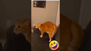 Try Not To Laugh Challenge Hilarious Memes amp Funny clips [upl. by Bannister]