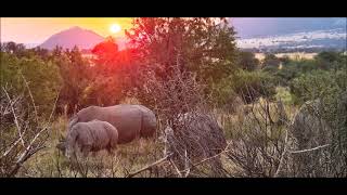 Pilanesberg National ParkP [upl. by Eecyaj]