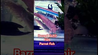 Barred bichir Fish  Barred bichir parrot fish  fish aquarium goldfish fishing guppy pet [upl. by Curhan]