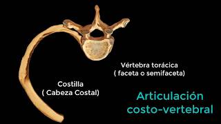 Vertebras toracicas [upl. by Settera]