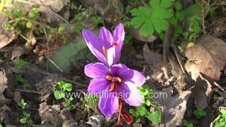 Kesar strands grow early winter within Saffron Crocus flowers wildfilmsindia Jabbarkhet arboretum [upl. by Okime]