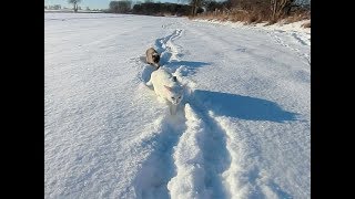 Siamese Cats take a Walk on deep Snow through a Meadow OffLeash [upl. by Askwith720]