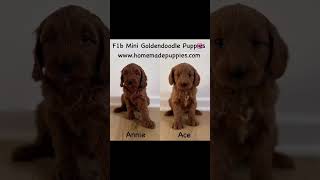 F1b Mini Goldendoodle Puppies httpswwwhomemadepuppiescombreedsminigoldendoodle puppies [upl. by Lehacim]