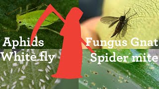 How to kill aphids whitefly spider mite mealy bugs on your system [upl. by Trubow]