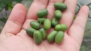 Harvesting Cucamelons  Healthy Eating ❤️ [upl. by Evita]