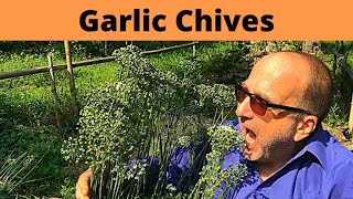 Garlic Chives  Grow and Eat Em  similarities and differences between Garlic Chives and Chives [upl. by Aliehs]