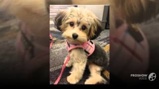 Yorkipoo Dog breed [upl. by Immaj]