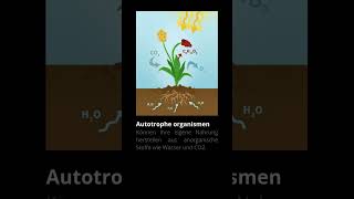 Autotroph vs Heterotroph biologie abitur lehrer schule [upl. by Ellevel548]