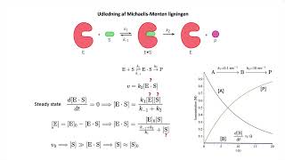 MichaelisMenten kinetik og steady state [upl. by Drapehs50]