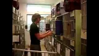 Angry cats at the vet compilation [upl. by Steffie]