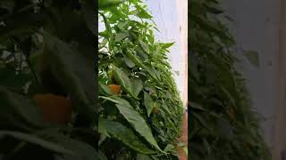 Poivron jaune music poivron garden biougra tomato farming ia agriculture pepper [upl. by Eitsirhc]